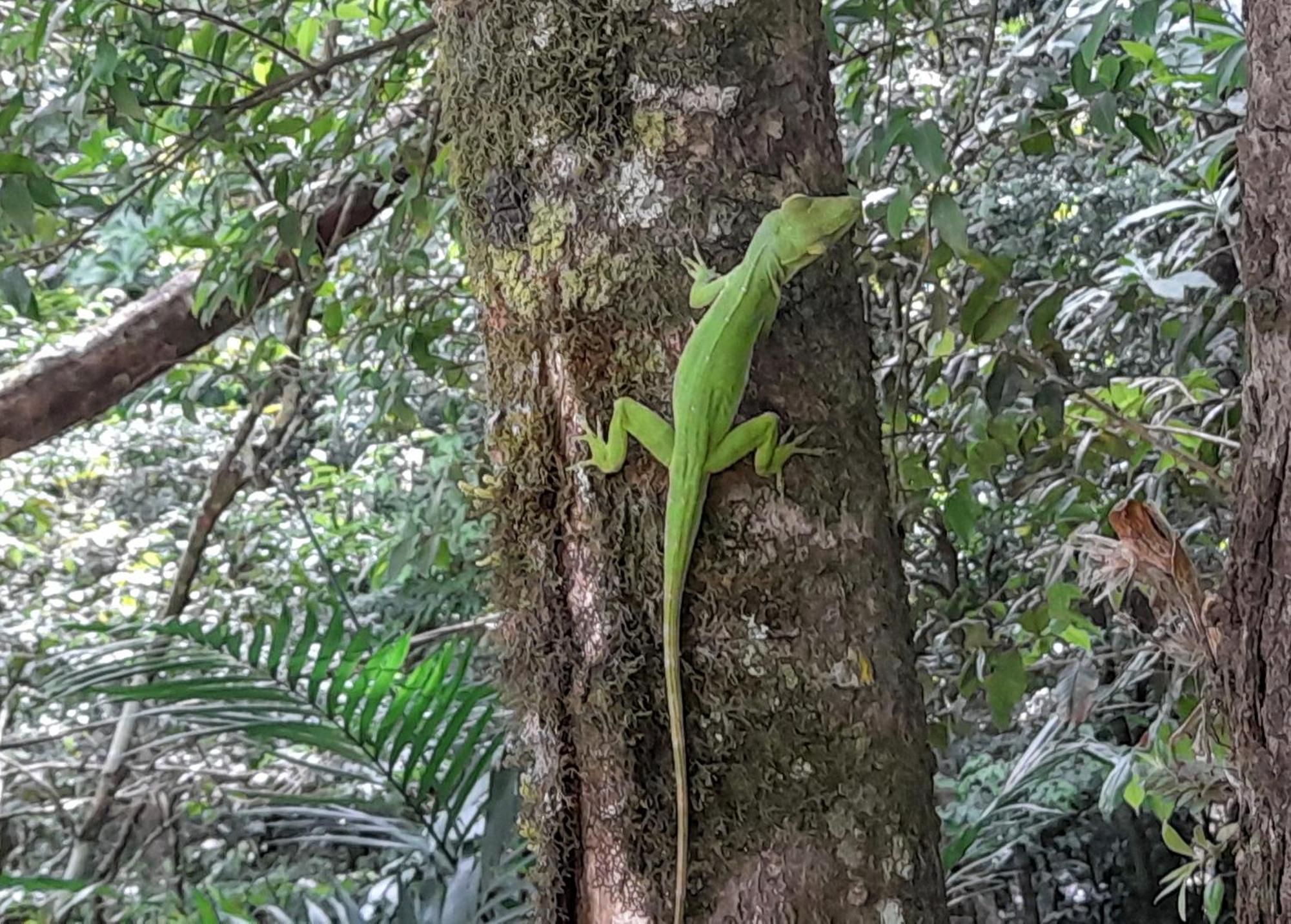 Cabanas La Montana Monteverde Kültér fotó