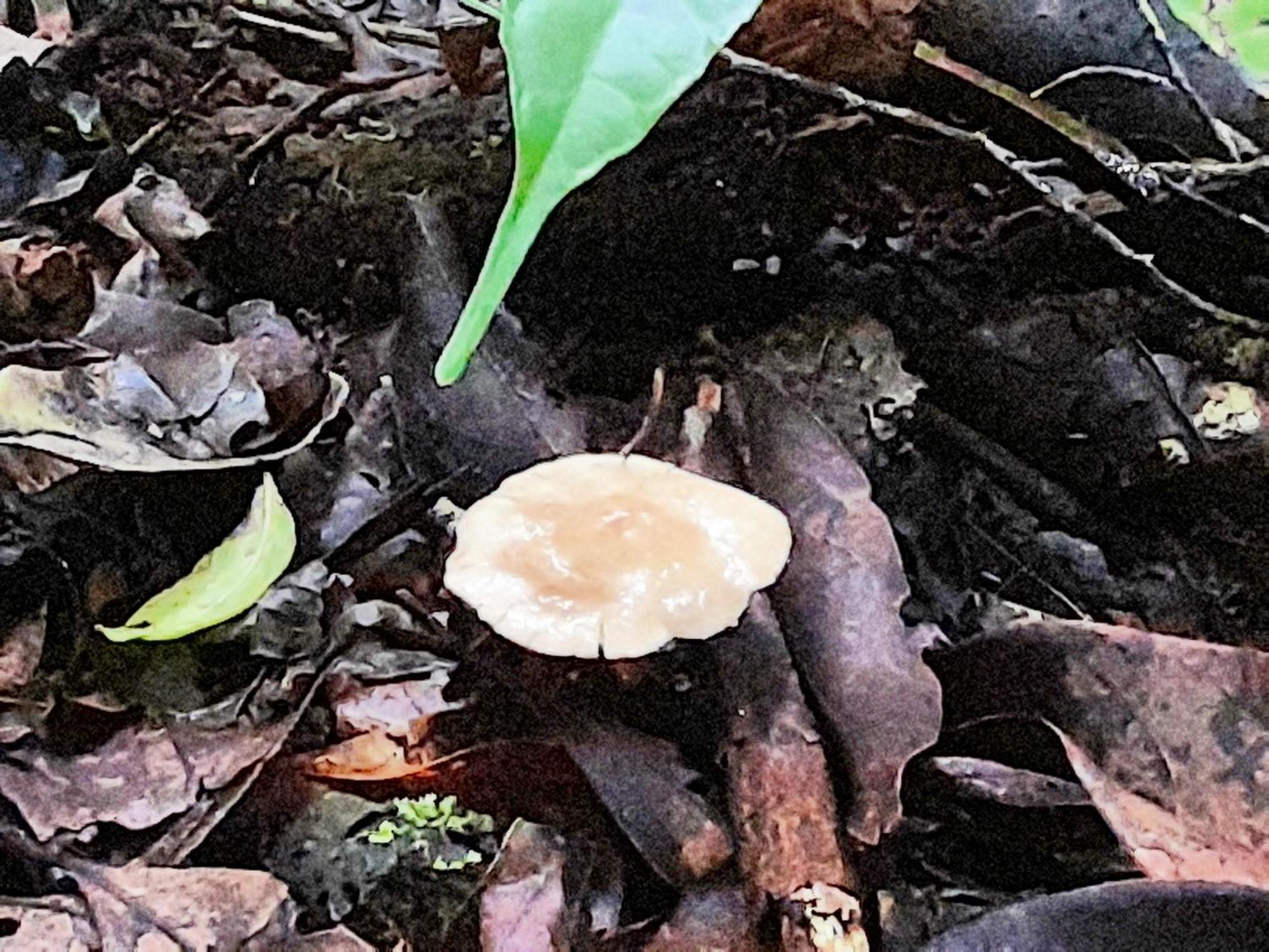 Cabanas La Montana Monteverde Kültér fotó