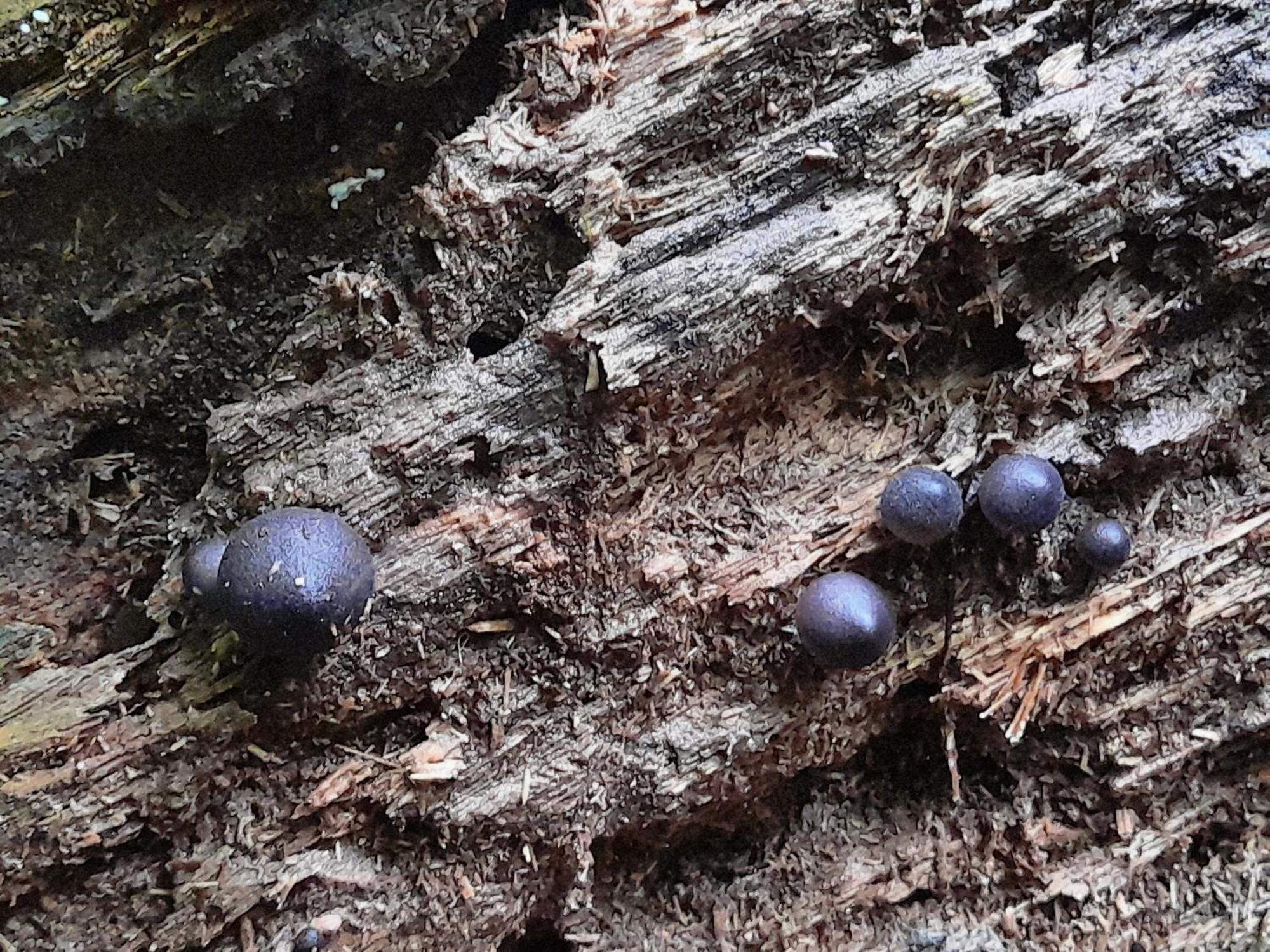 Cabanas La Montana Monteverde Kültér fotó