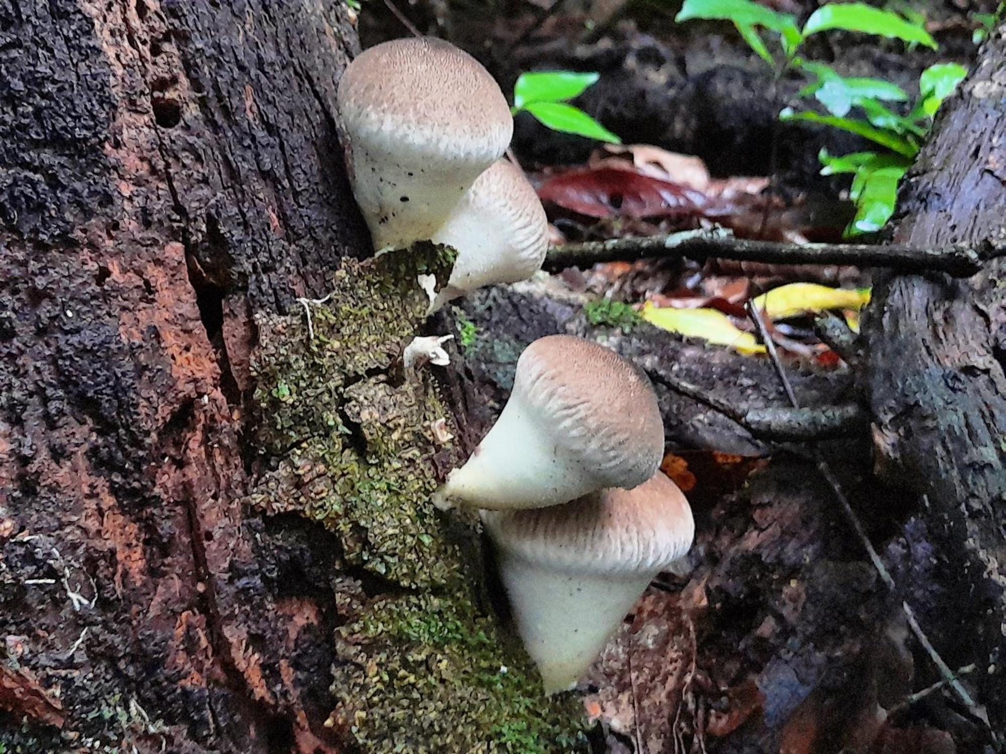 Cabanas La Montana Monteverde Kültér fotó