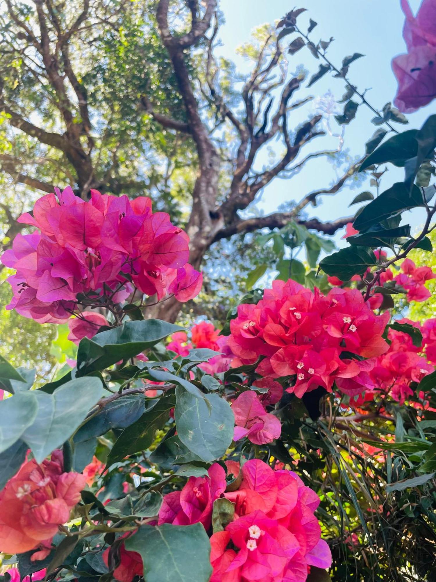 Cabanas La Montana Monteverde Kültér fotó
